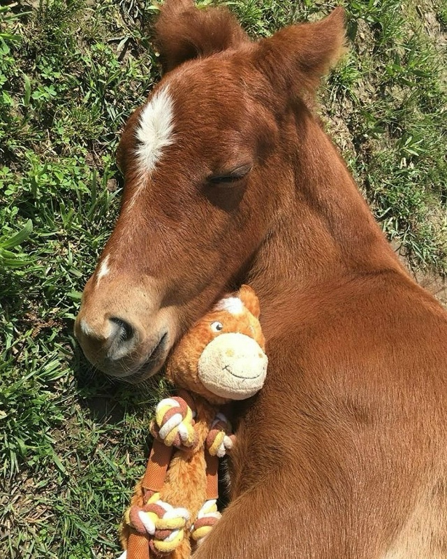 У некоторых лошадей есть свои мягкие игрушки для эмоци...