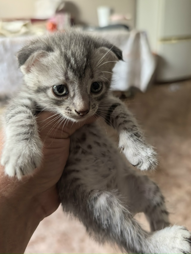 Отдам котят. 3 мальчика, одна девочка. Тел. 89058880999 или в л...