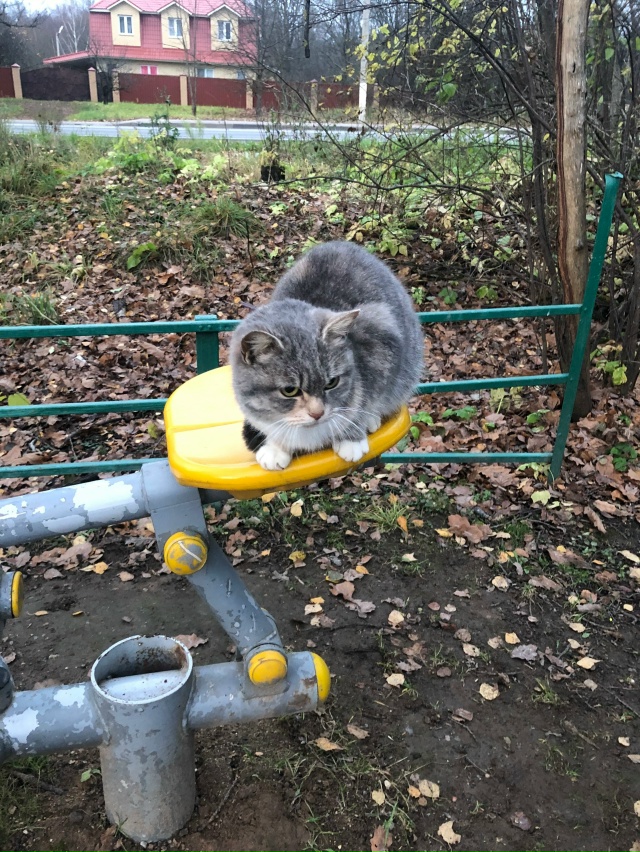 В деревне Татариново появилась вот такая кошка, трехцв...