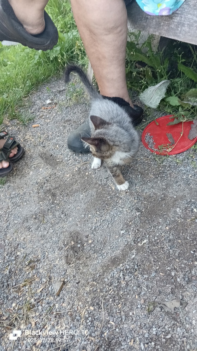Никто не терял котёнка.?Варбеги