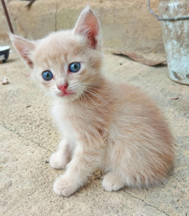 Отдам котят в добрые руки!
Игривые, ходят в лоток
Рыжий ...