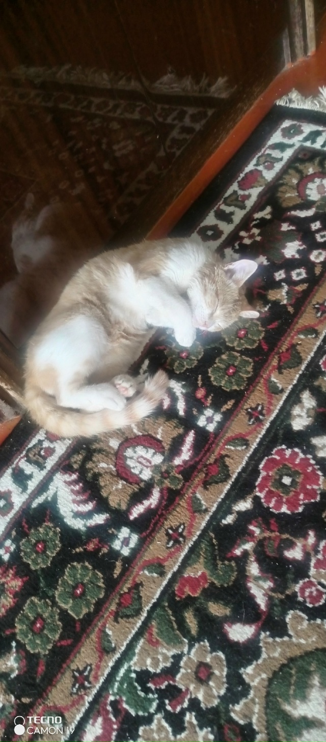 Здравствуйте народ! Пропал кот в районе рощи! Зовут Дже...