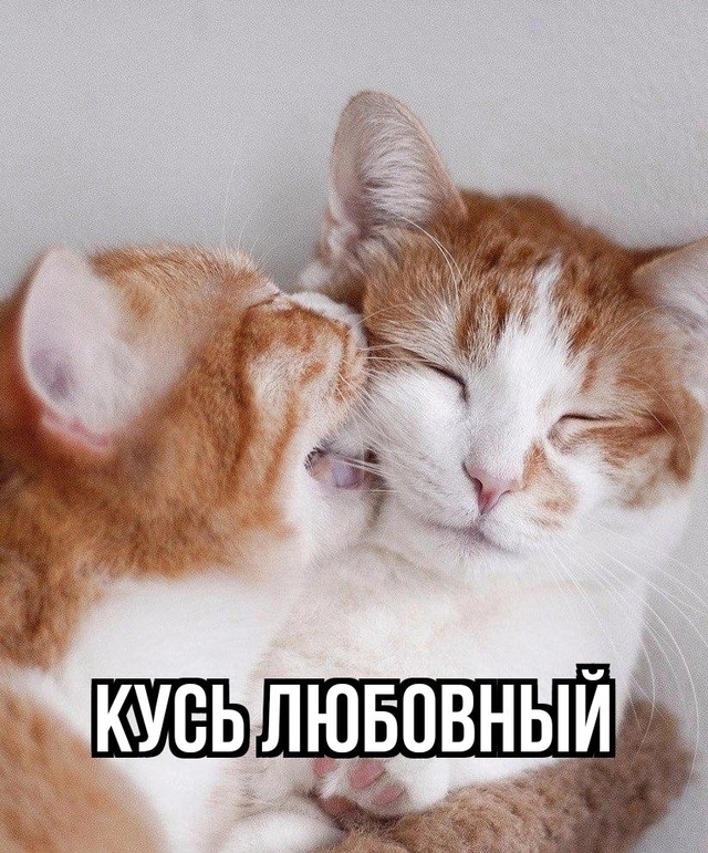 Последний надо назвать: наркоманский кусь