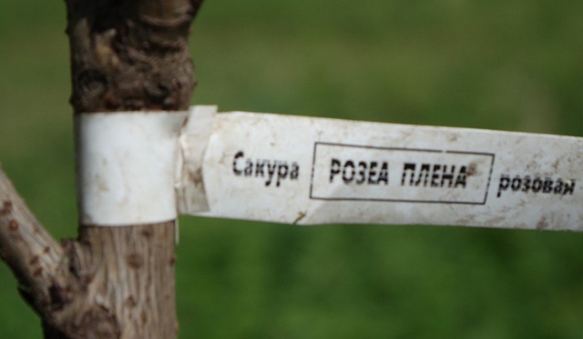 А на Аллее Курчатова на славу потрудились работники АО...