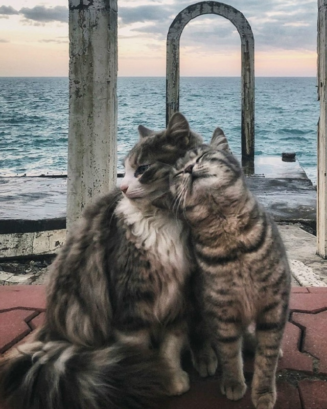 Koшaчья любoвь гдe-тo y мopя