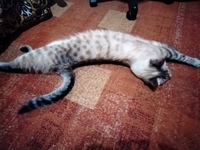 Кот Арбуз 🐈🍉