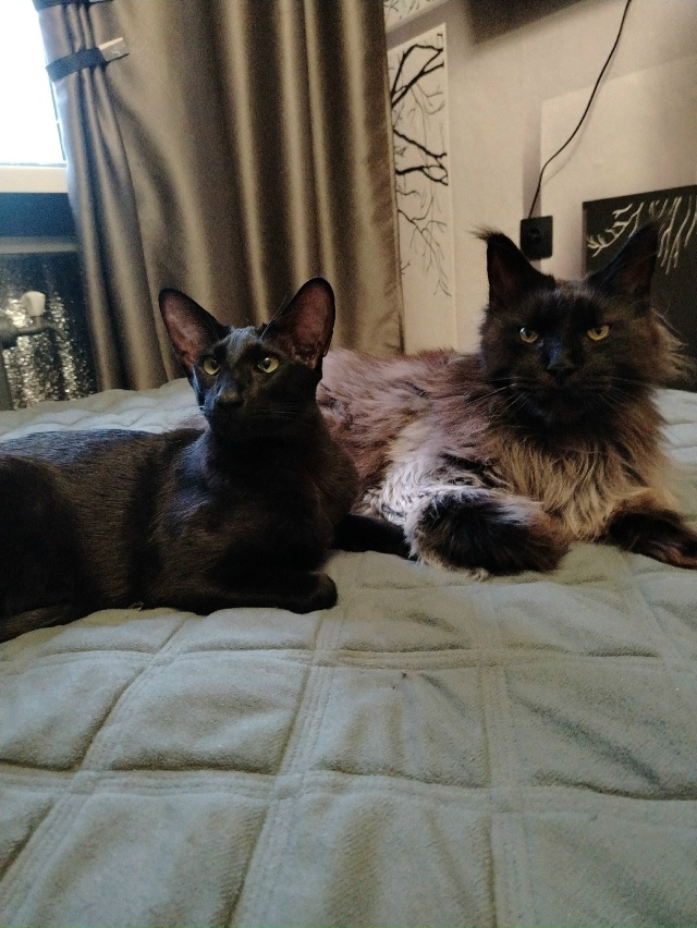 Лексус и Хаммер Ольговичи приветствуют всех 🤗🖤🖤