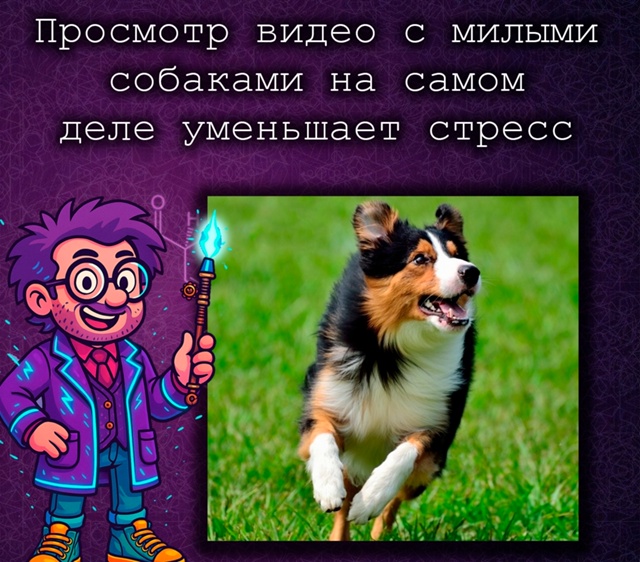 Видео с милыми собаками действительно снижает стресс ?...
