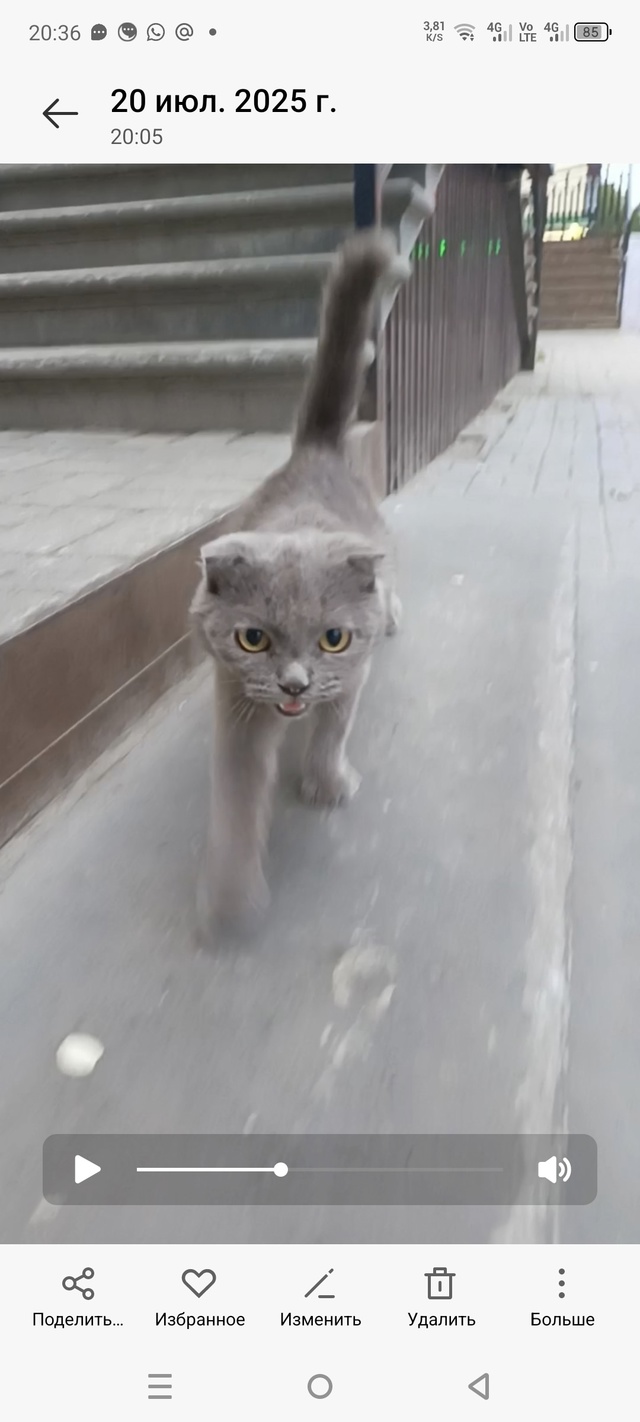 Наигрались и выбросили . Пока здоровая , чистая котейка...