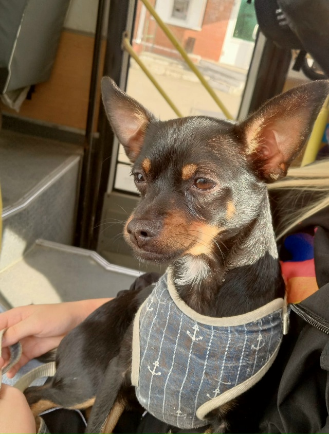 Здравствуйте хотим повязать собаку, породы: русский то...