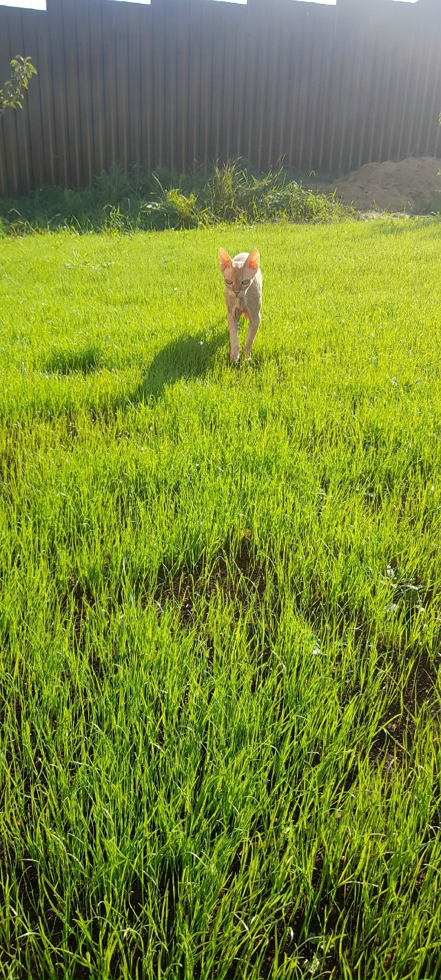 Старушка Цапа) скоро 16 лет) Мой деймон, ни на шаг не отхо...
