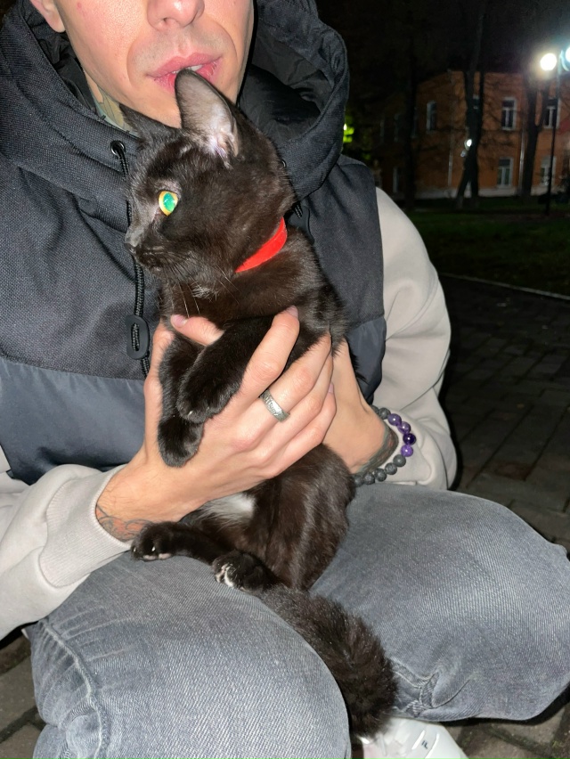 Найдена кошка или кот с красным ошейником около вечног...