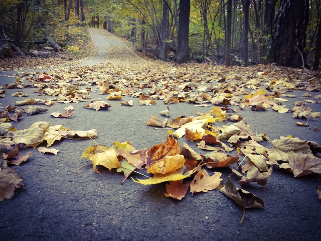 Осенний Воронеж??