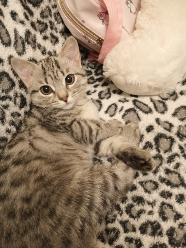 Анонимно. Отдам кошечку в добрые руки, ласковая игрива?...