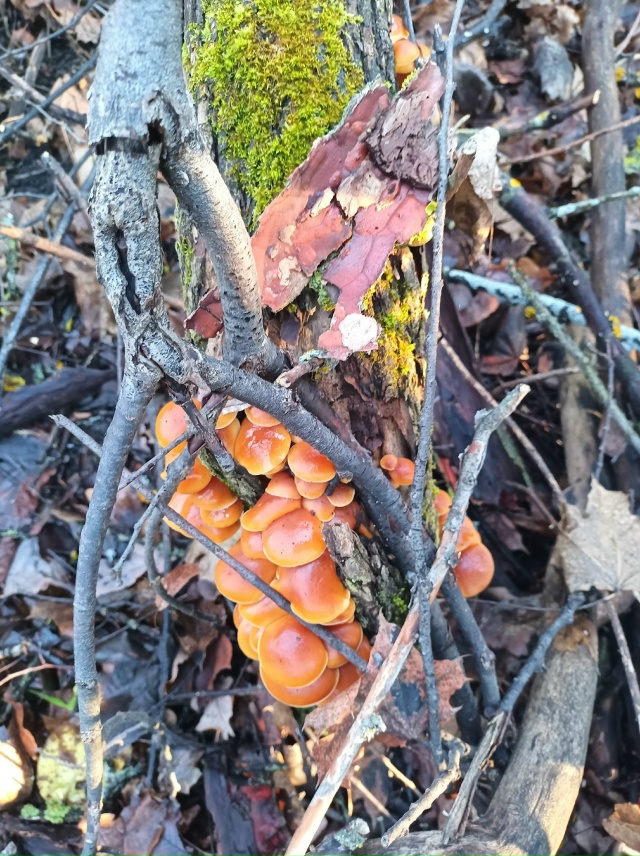 ГРИБЫ В ДЕКАБРЕ - МИФ ИЛИ РЕАЛЬНОСТЬ?
У большинства гр?...