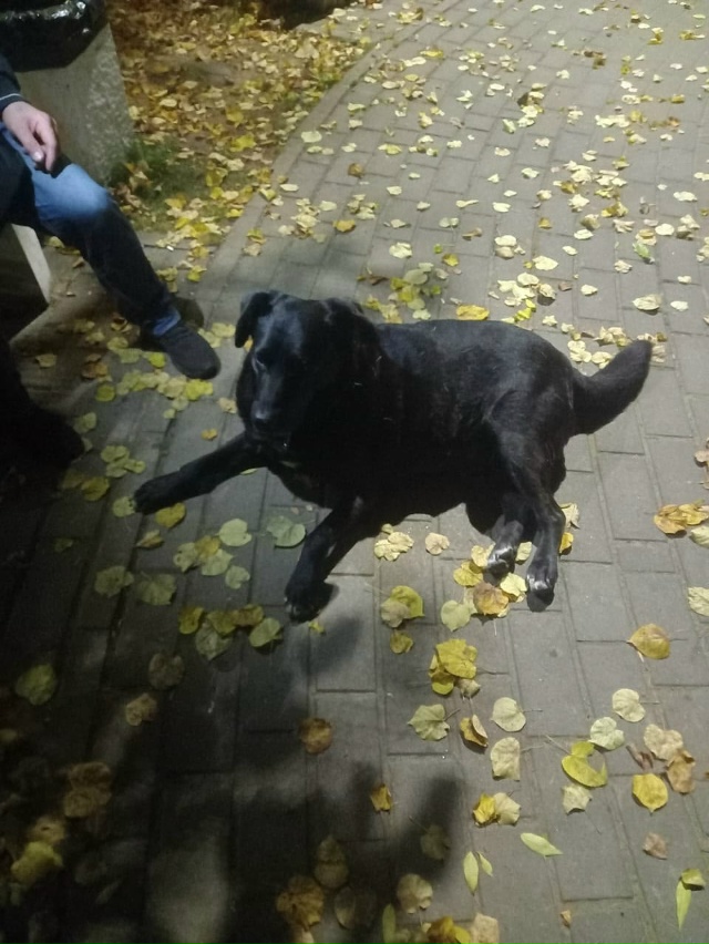 Кто потерял? ГУЛЯЕТ ВО 2 ВОЛХОВЕ В ПАРКЕ