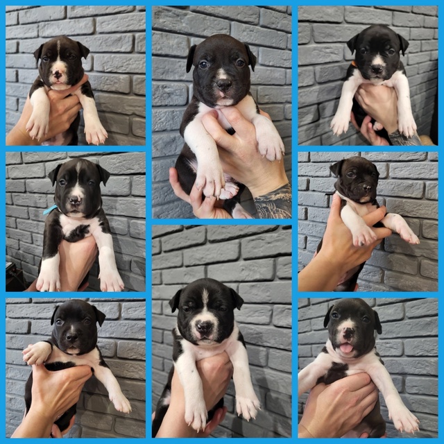 К бронированию предлагаю щенков американского стаффо?...