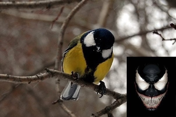 Большая cиница обычно питается наceкомыми и семенами, н?...