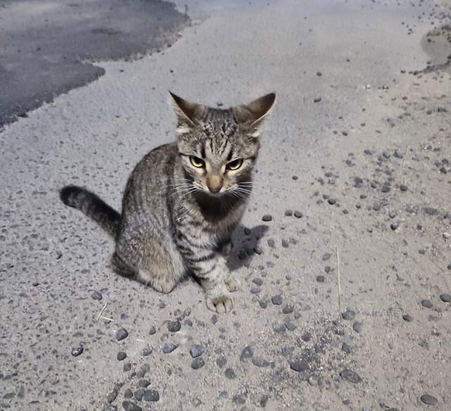 Ленина 27, чей подросток (вроде девчонка) ночью болтаетс...