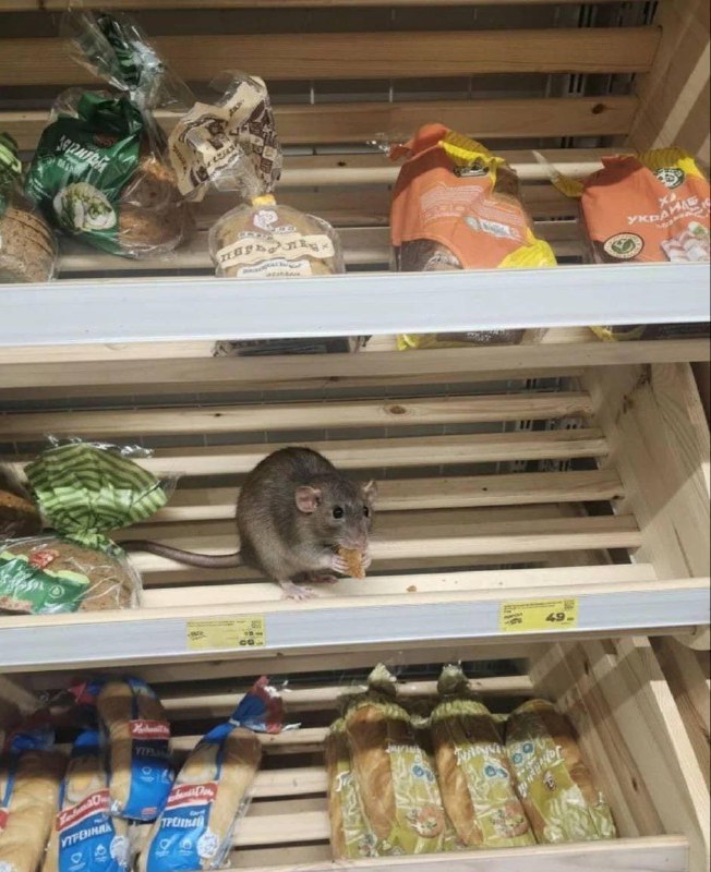 Крысы-гиганты атаковали один из московских «Магнитов».
По словам очевидцев, несколько грызунов бег