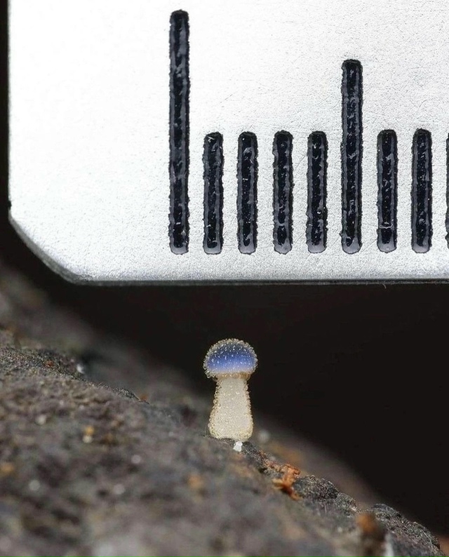 Грибочек Микена субцианоцефала поясняет свою маленьк?...