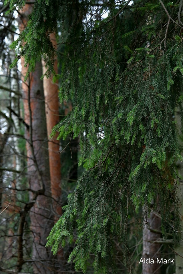 Осенняя природа в лесопарке 