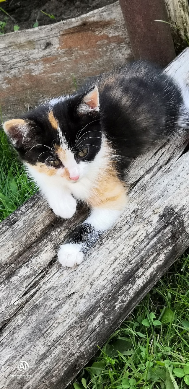 Знакомьтесь!милая девчушка ищет дом!очень игривая,лас?...