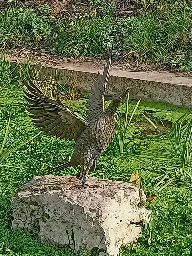 Утку вернули в ручей.