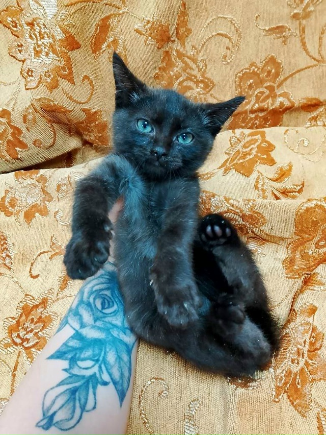 Коты и кошечки ищут дом
Кошки стерилизованы
Обращатьс?...