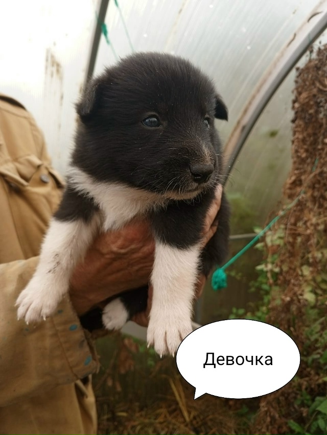 Очаровательные красавчики-карапузы срочно ищут дом! ???...