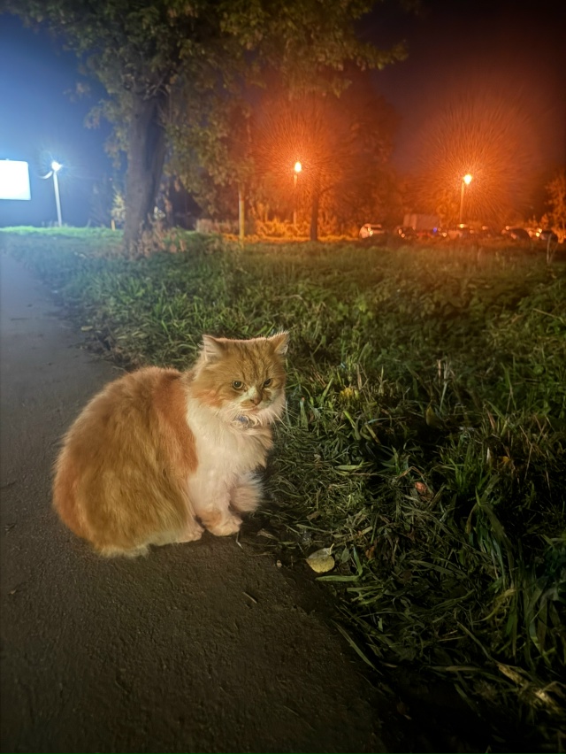 ⚡ Найден кот на улице Кирова
Критично близко ходил по...