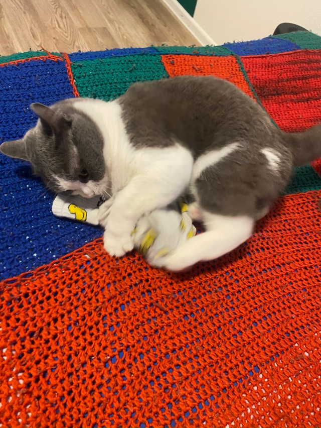 Жмыхнуло.
Любит Мурёна носки мужа.
#мурёнакошечка