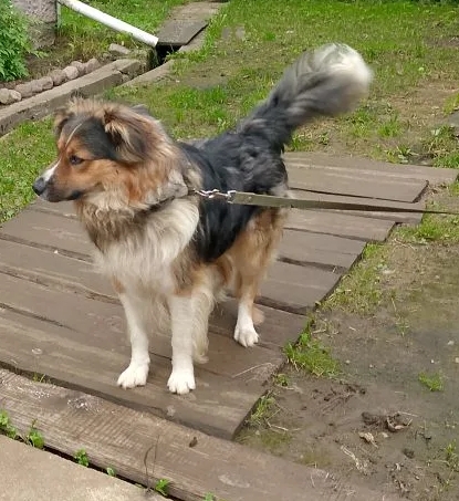 Друзья, пожалуйста, помогите найти нашу любимую собаку...