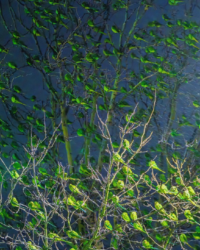 Фотограф нашёл в зимнем Лондоне самое «зелёное» дерево — только вместо листьев оно было усыпано… оже