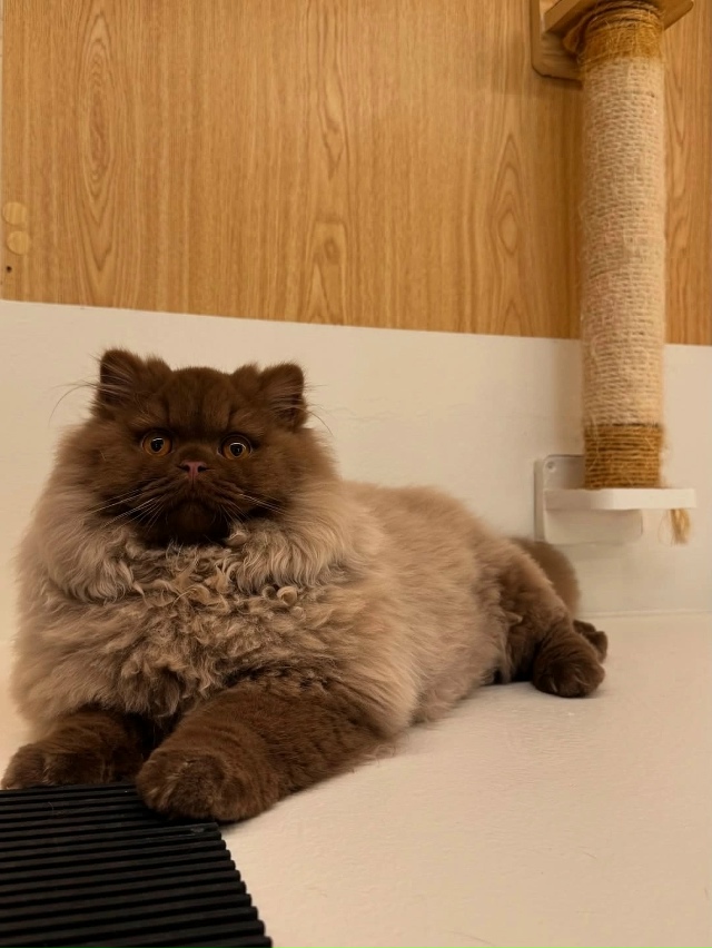 Такой шоколадный медвежонок 🤎