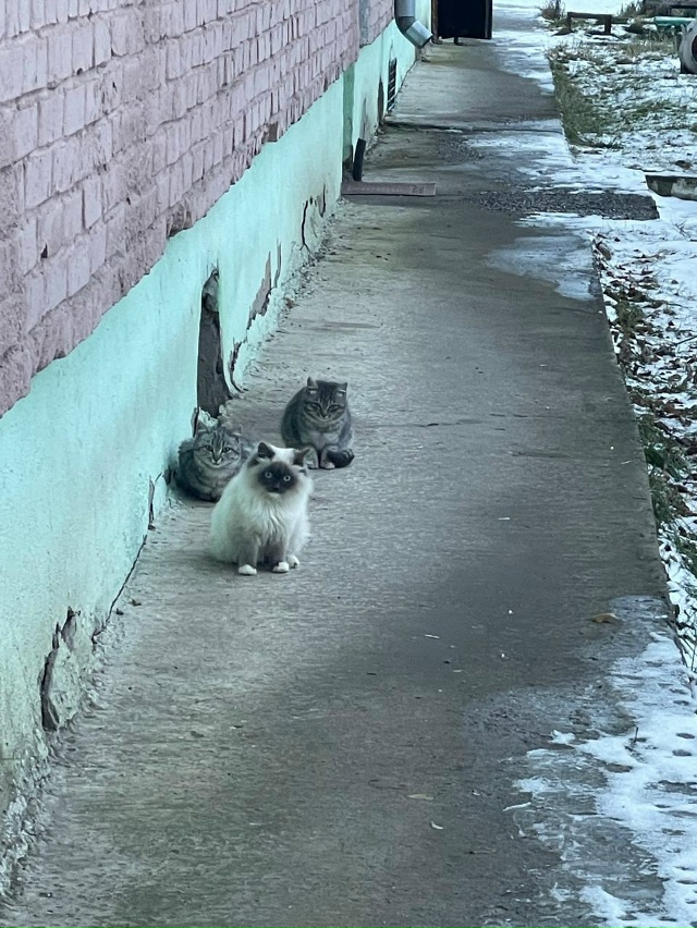 По ул. 9 Мая 95 живут в подвале вот такие очаровательные ?...