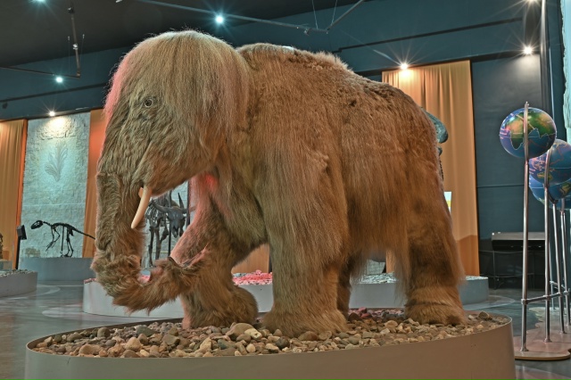 🐘 В Музее пермских древностей есть  огромный скелет ш...