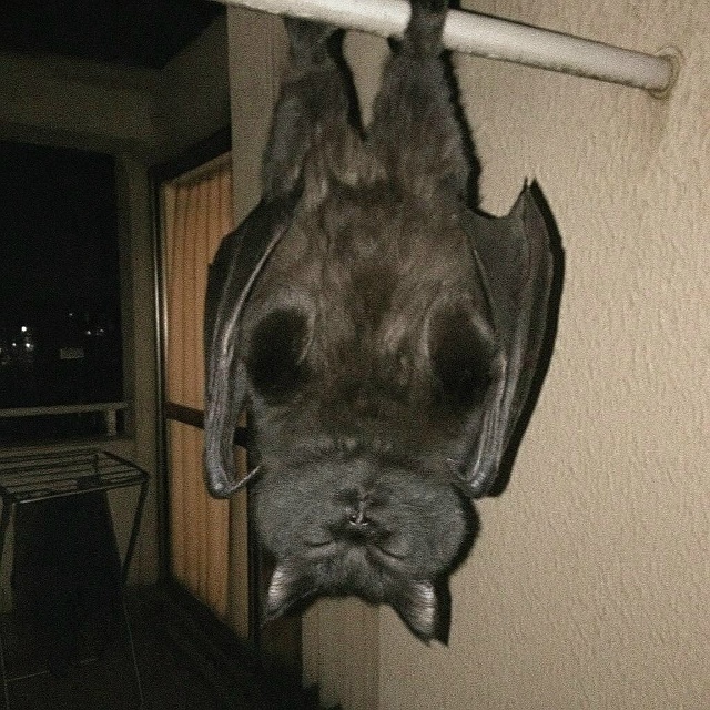 Давайте просто признаем тот факт, что коты прекрасны в ...