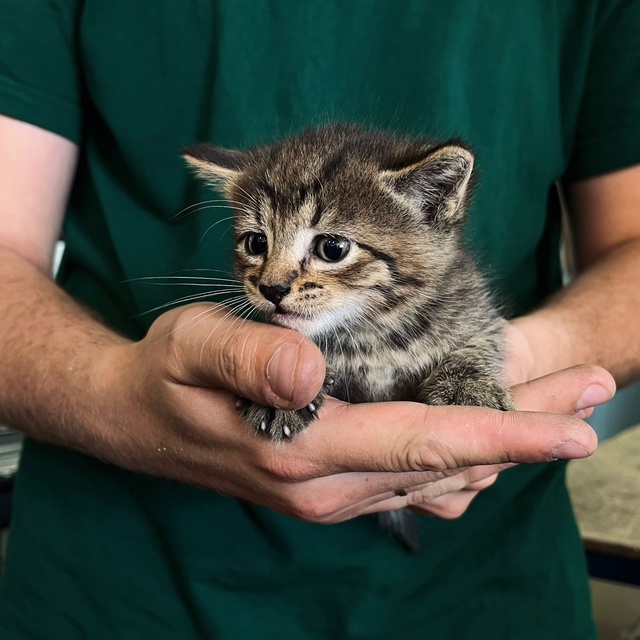 Отдадим котят в добрые руки
4 котенка - 3 девочки и 1 мал?...