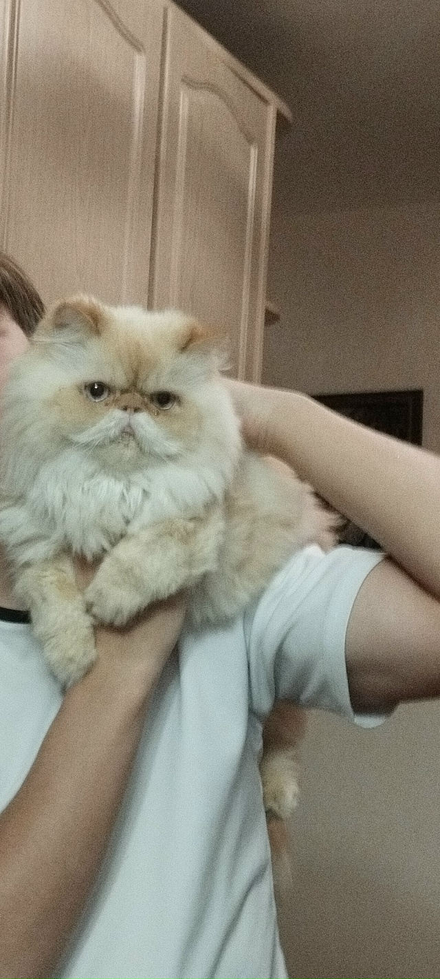 Пропал кот в районе магазина 