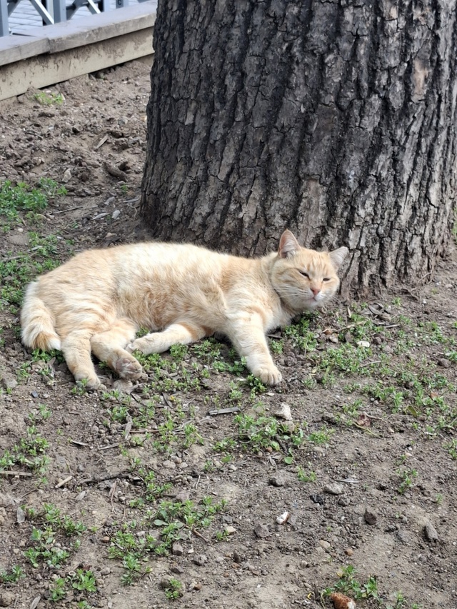 Котики в Стамбуле.
Если я была бы котиком, то хотела бы ?...