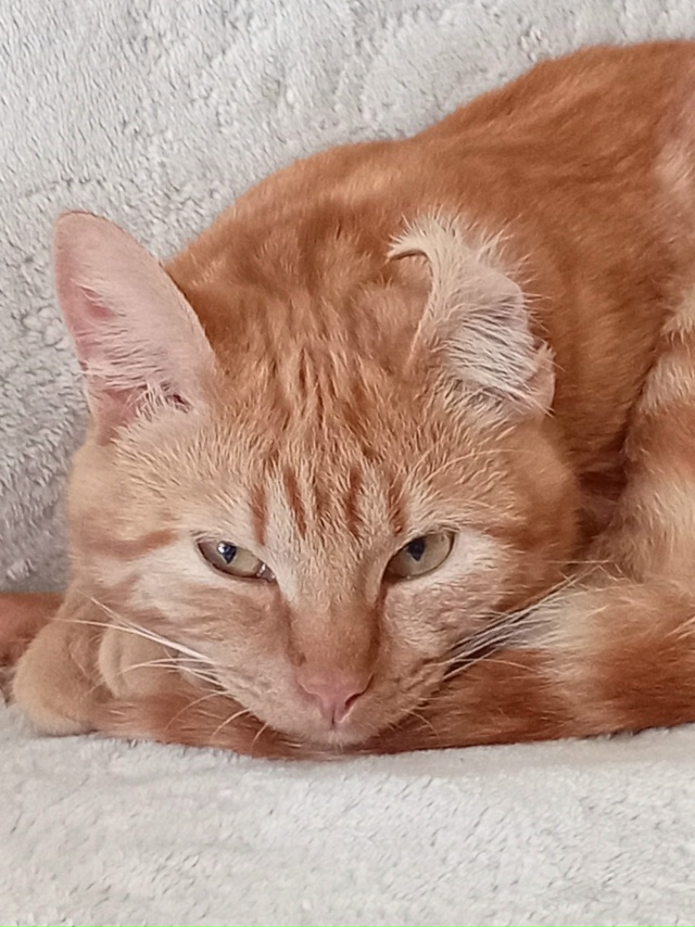 Приветик🐈