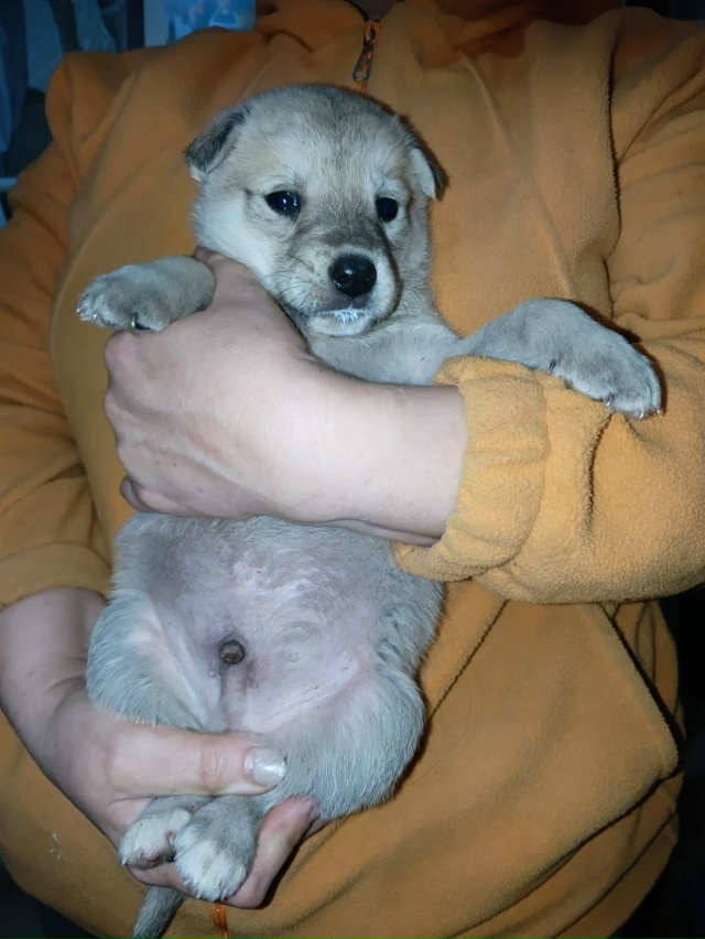 Ищем хозяев щенкам. Все кобели. Обработаны от блох и гл?...