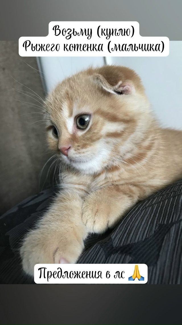 Возьму или куплю котенка