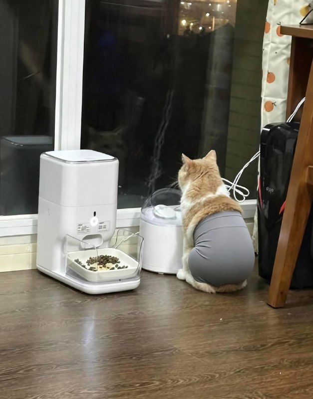 Новые звёзды соцсетей — кошки, которых нарядили в лосины
Шерстяным приходится терпеть слишком много