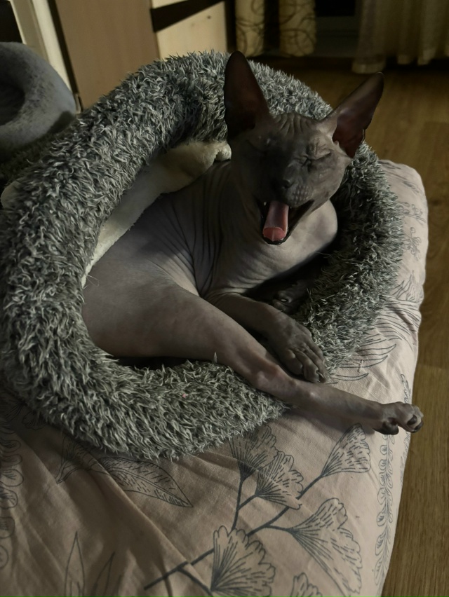 Арчер, немного всрат, но в основном - постельный клоп❤??...