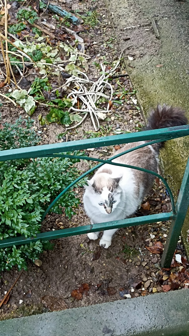 Чья потеряшка? Очень красивый пушистик с ошейником.Ран...