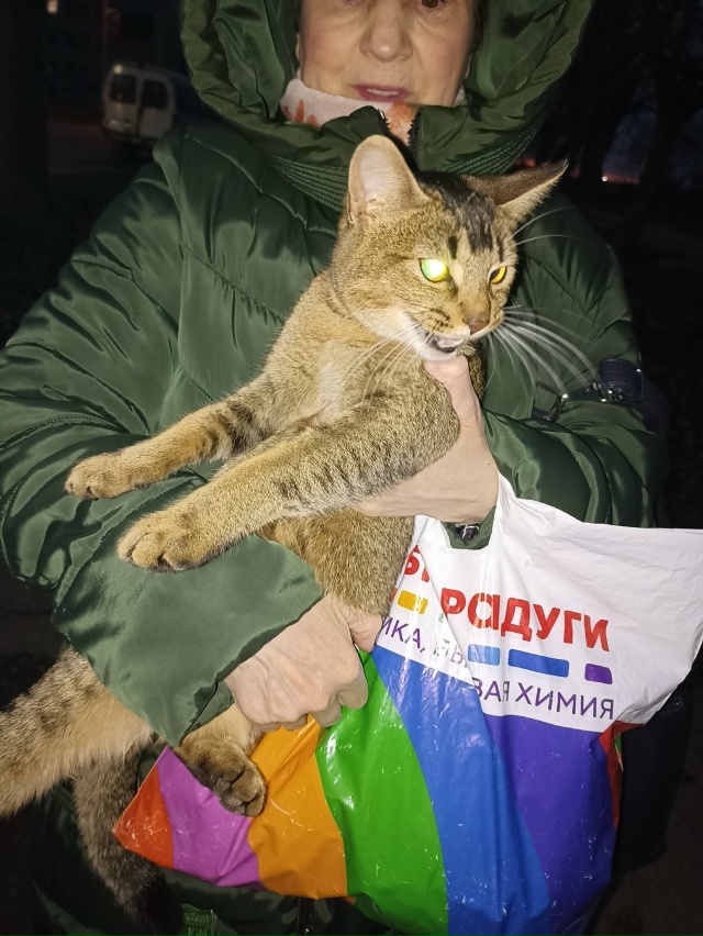 Кошка абиссинской породы у рынка в 1 мкр с фиолетовым о...