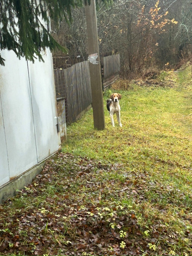 Добрый день.
Чей красавчик бегает по Воронским дачам? ?...
