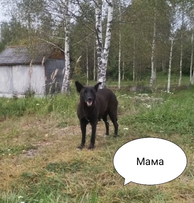 Очаровательные красавчики-карапузы срочно ищут дом! ???...